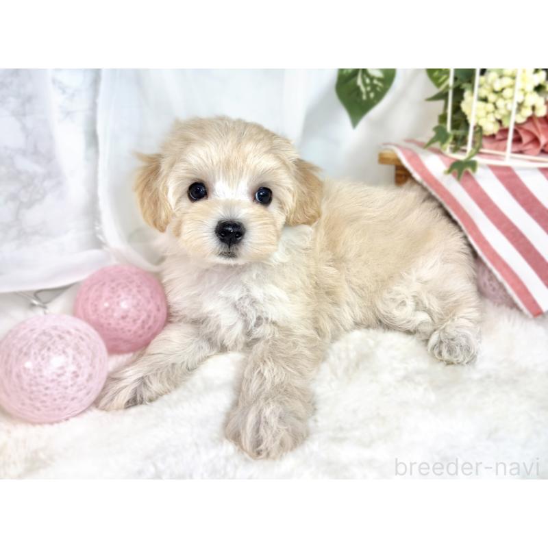 成約済の滋賀県のマルプー:マルチーズ×トイプードル-411752の2枚目